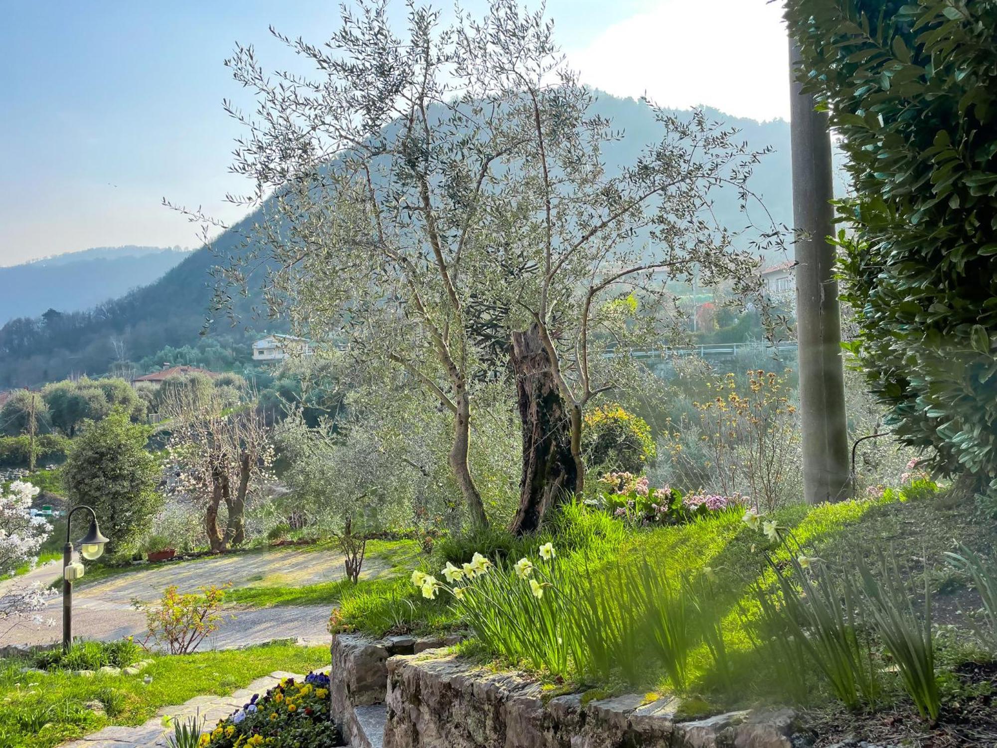 Breva Loft Tra Gli Ulivi Ed Il Lago ベッラージョ エクステリア 写真
